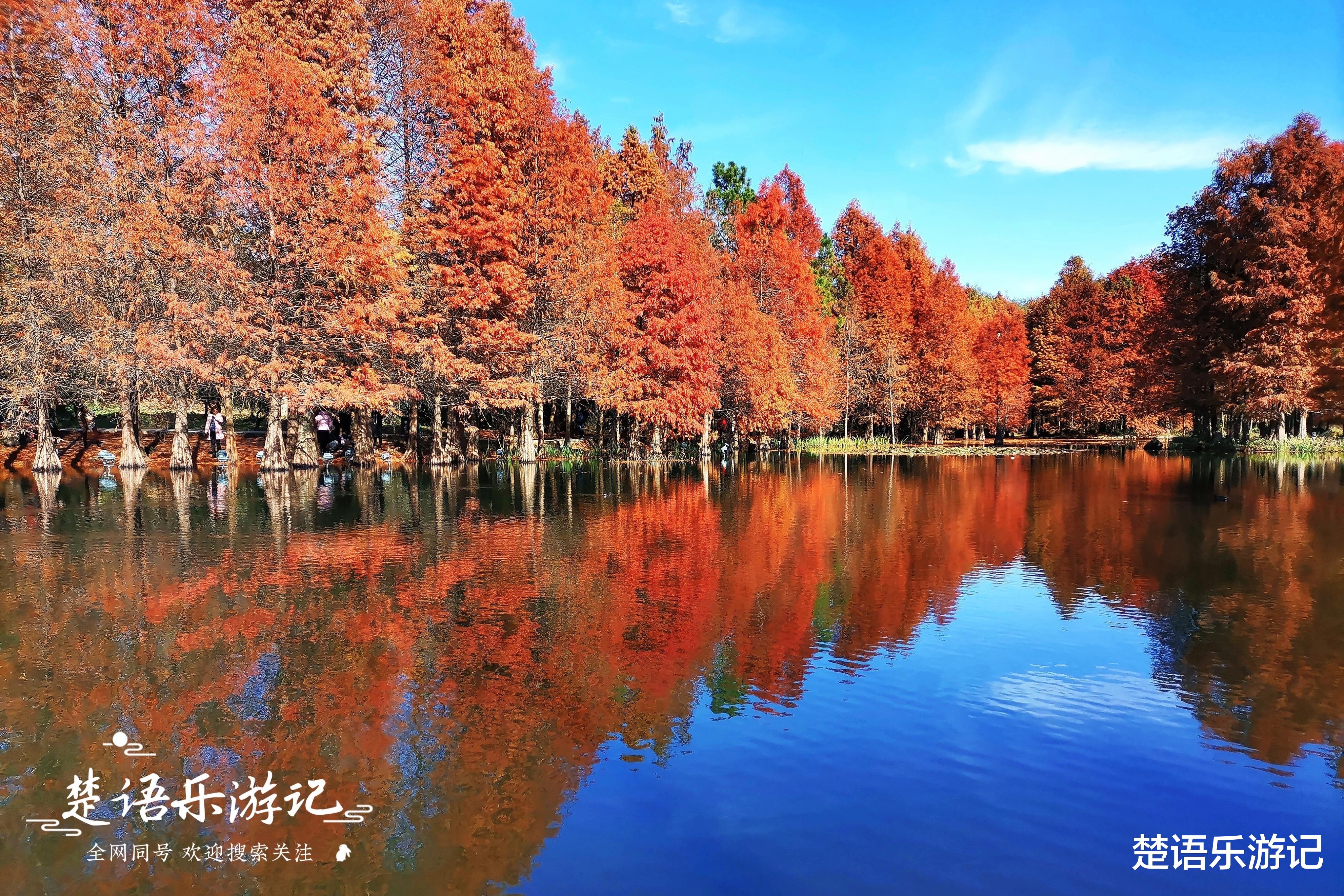 十里画廊|南京这个湖不仅充满传说，而且四季皆是风景，水杉林美如童话世界