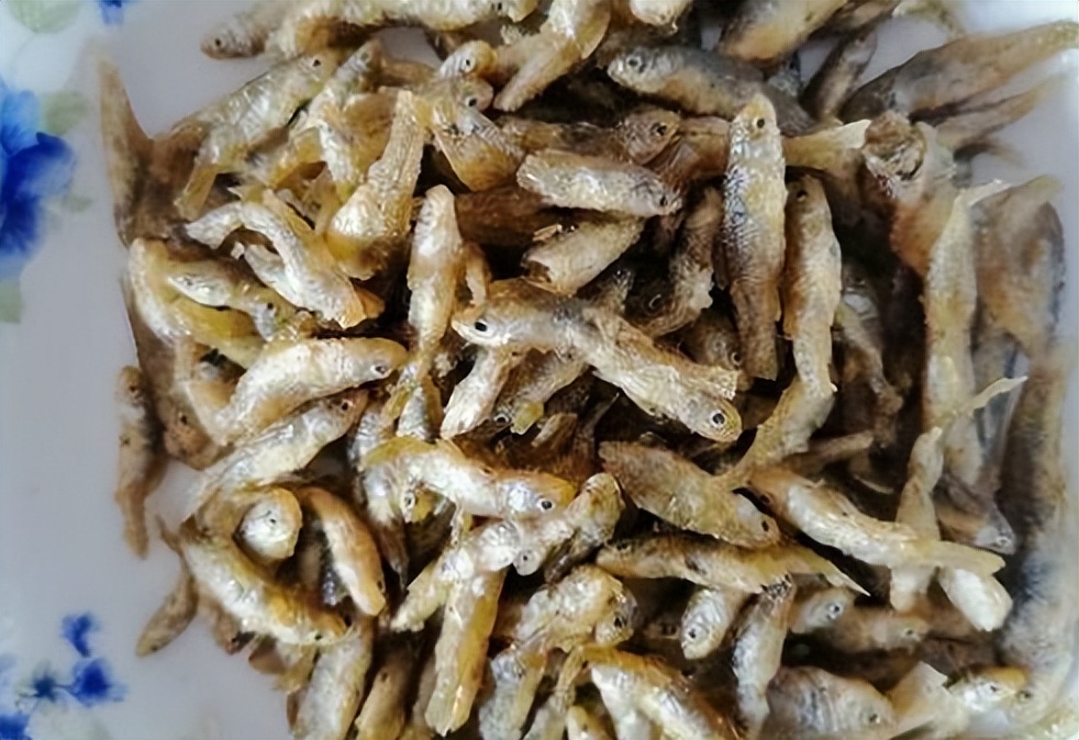 |被称为“鱼族敢死队”的麦穗鱼,常被钓鱼人嫌弃,但价值不菲