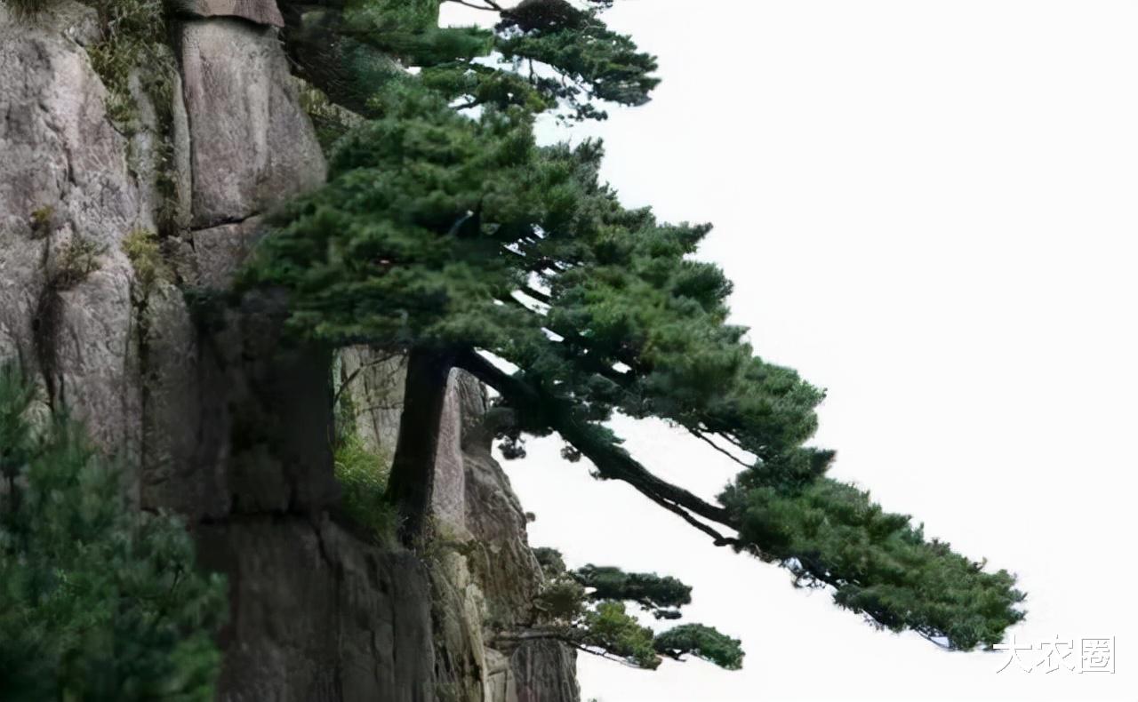 曹泳春:驳枝角45度的伪科学