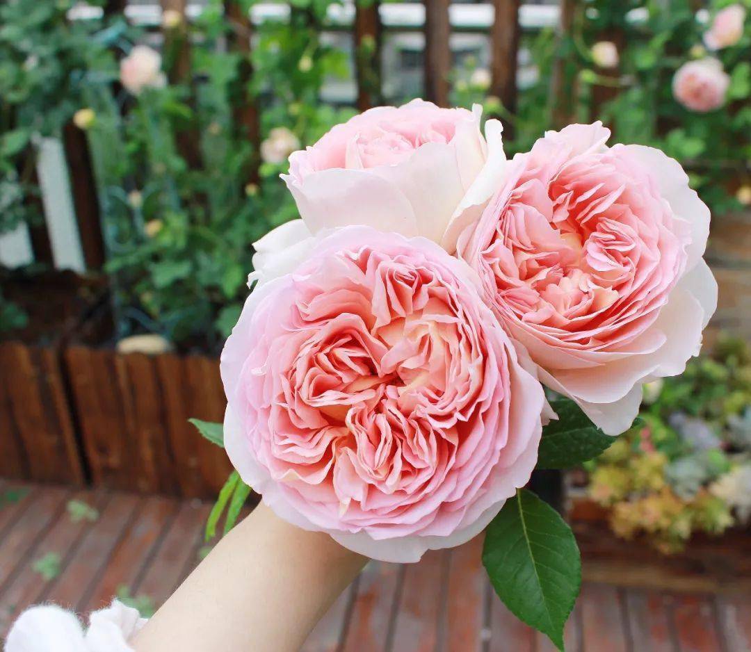 买了栋，复式双露台房，历时4年改造成露台花园，太好看了