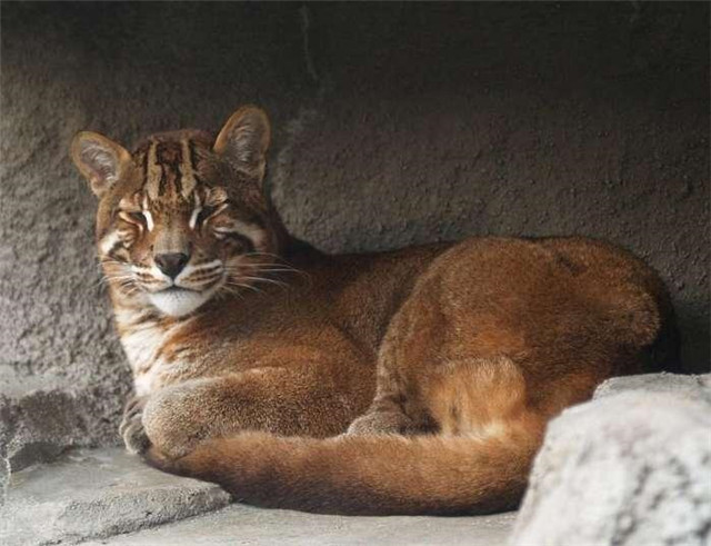 古代猛兽彪是何物?可轻松杀死老虎,2005年后仅被拍到3次……