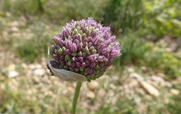 咽炎|男人不想“抬不起头”?常吃5种“锌食物”,助你重回巅峰