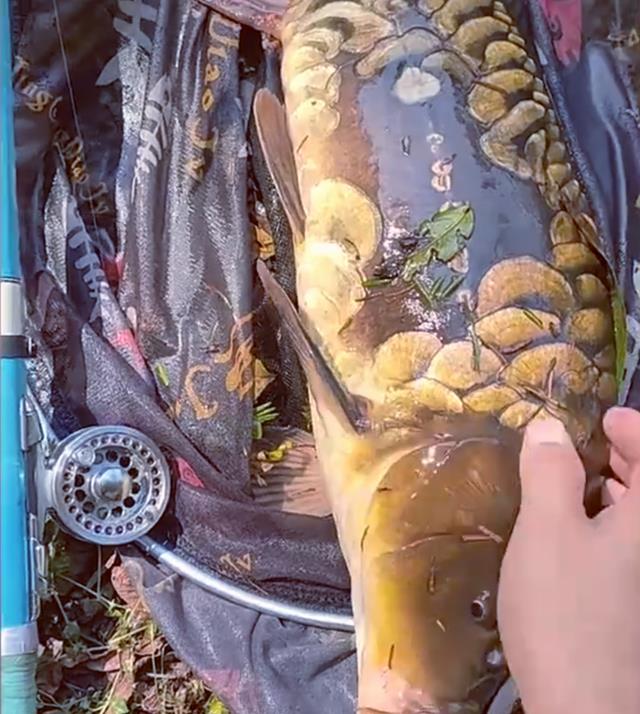 四川省|四川男子罕见钓获“金甲鲤鱼”，不知该如何处置，网友：放葱姜蒜