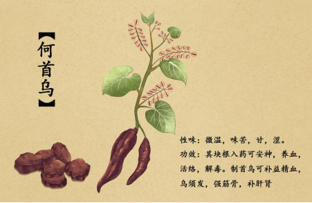 阿尔茨海默病|中药何首乌,能不能治脱发?