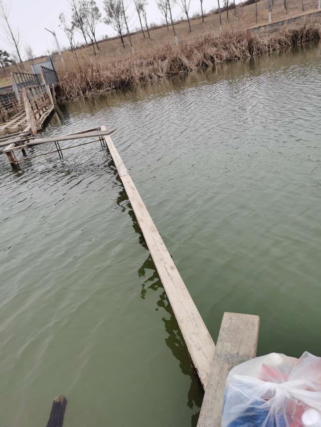 鲫鱼|【钓鱼之家虾粉】初春阴天爆护秘籍！