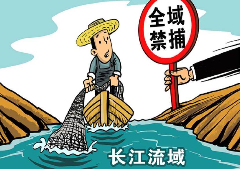 长江出现神秘物种——鳤,专家:在我国努力下,地球开始自我修复