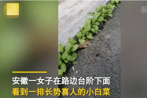 安徽六安,一名女子散步累了坐在路边台阶上休息,无意间看到台阶下面的夹缝里长着一排小绿菜