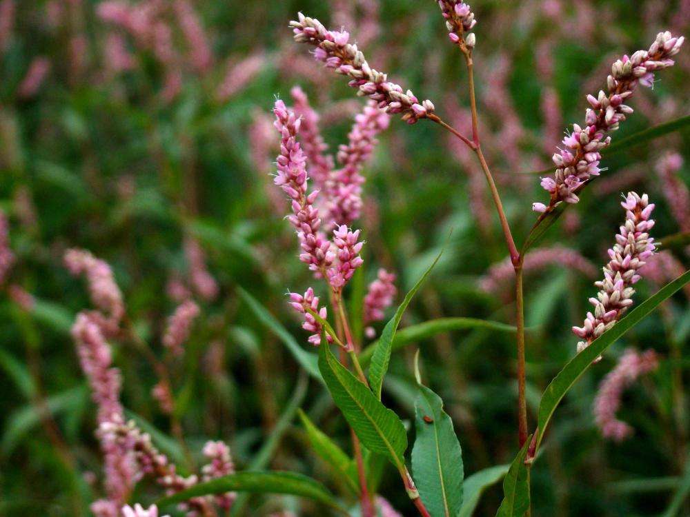 植物|农村河边的“辣蓼草”,用来捕鱼效果比鱼竿鱼枪好,看到请重视