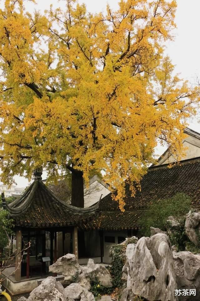 乡村旅游|这些园林，承包了苏州秋冬一半的美