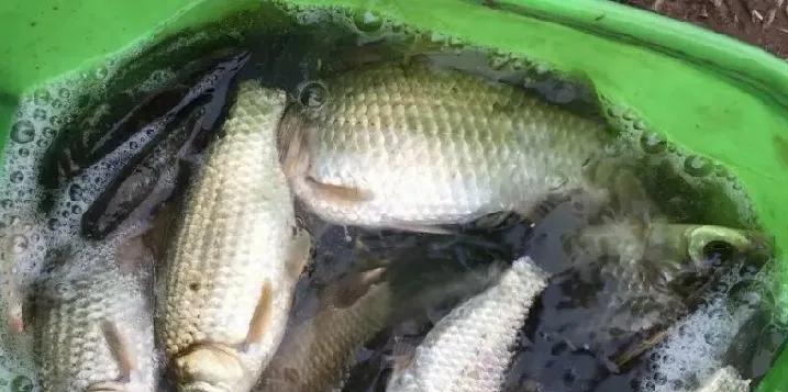 饵料|夏季野钓不能用腥饵？错！不但能用，选对之后效果翻倍