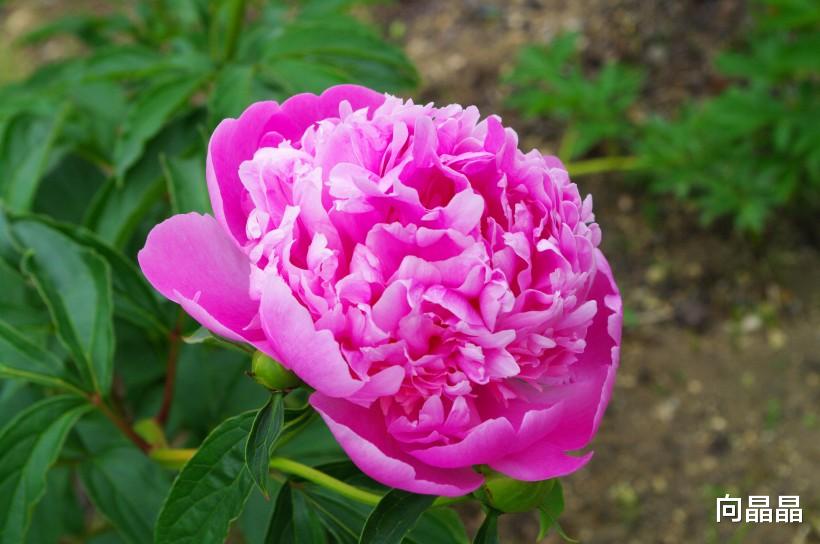 处女座|处女座在职场中是非常拼命的