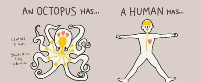 章鱼智商到底有多高，为何有人认为它不是地球生物？