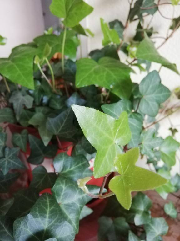 睡眠总不好,试着卧室放盆花,还能净化空气