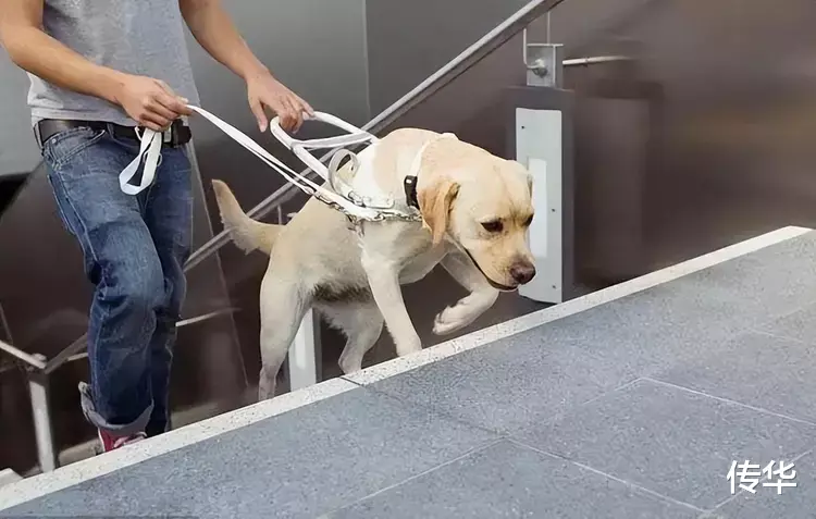 为什么说导盲犬是一个骗局呢?