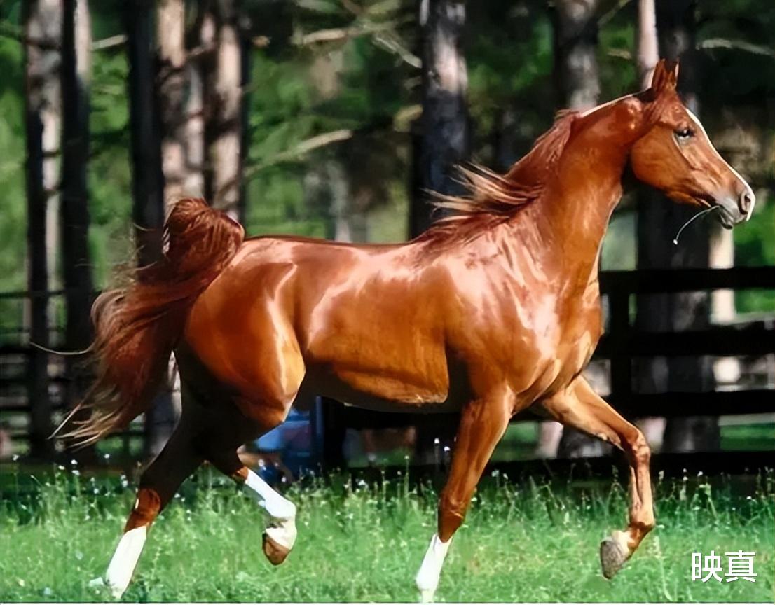 田忌|田忌用策略赢得赛马,却是个愚蠢的胜利,几年后大祸临头