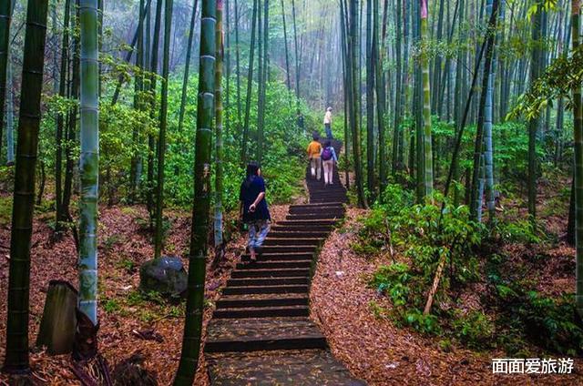 上海市|重庆一景区走红，森林覆盖率达百分之97，是休闲旅游的好去处