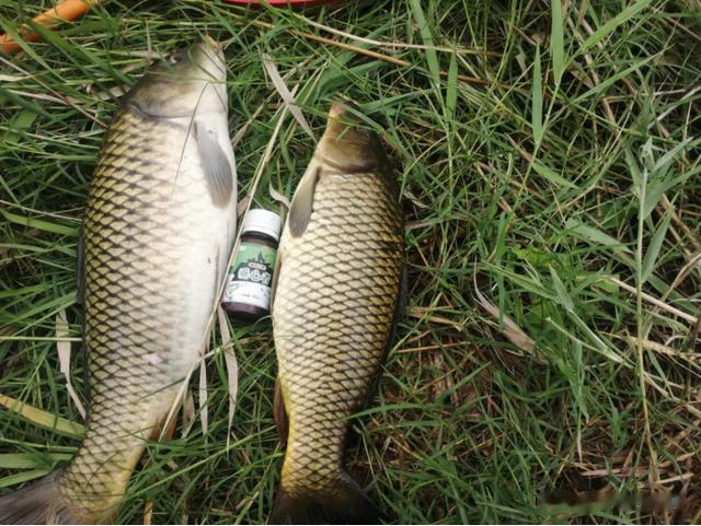 三伏天|三伏天钓鱼总攻略:牢记“4钓4不钓”,远离空军,渔获轻松翻倍