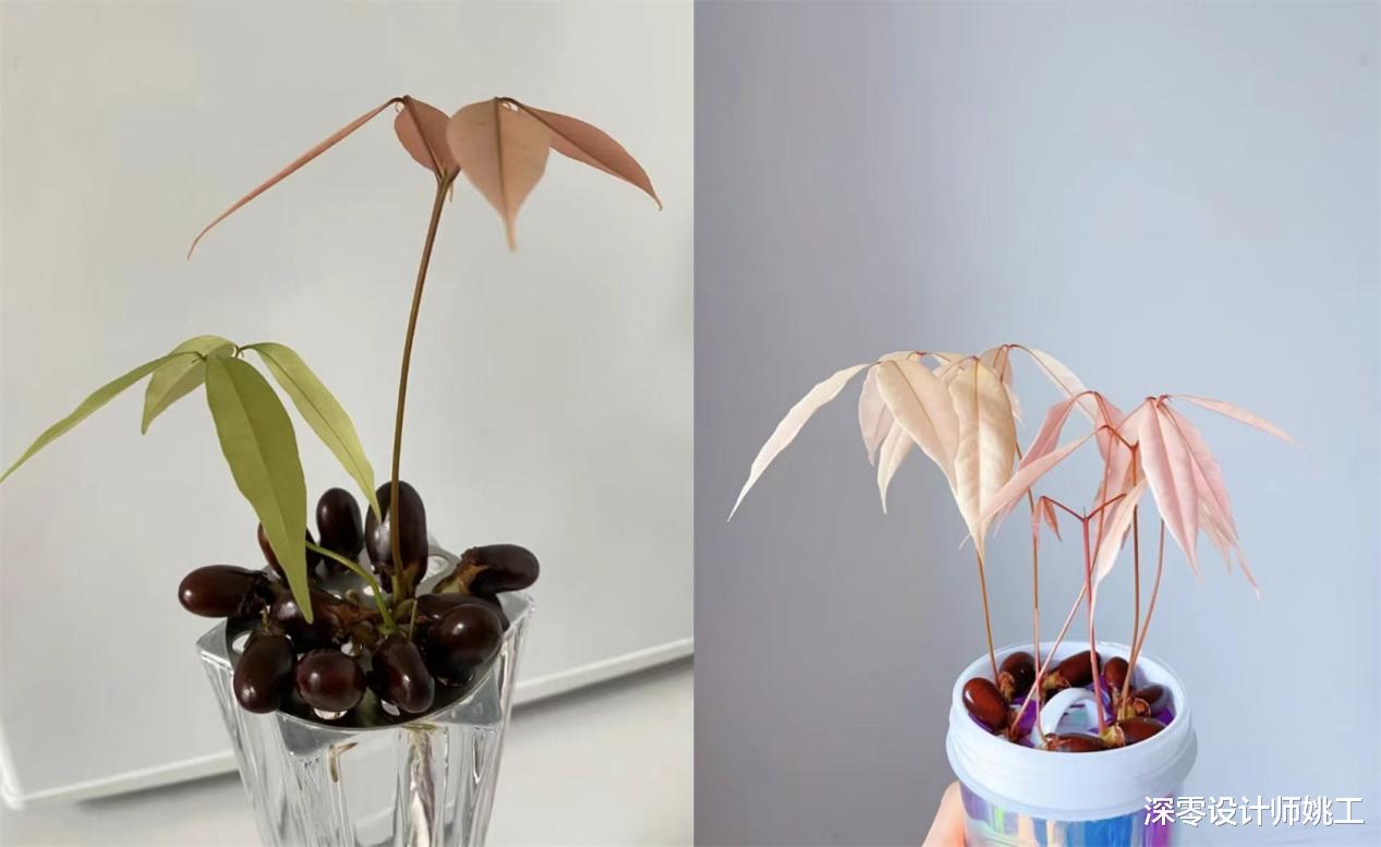 新家装修好,怎么少得了绿植作点缀呢!春天有这6种水培绿植就足够了