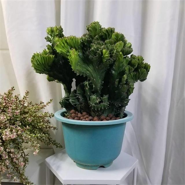 客厅养花“有讲究”,别随便,这6种,高档有格调,还能净化空气