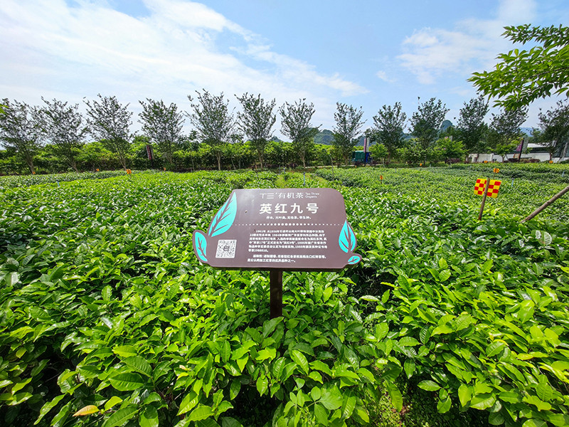 高峰|逃离于万顷茶田间的周末，山林中品茶遛娃赏景，英西茶园自驾攻略