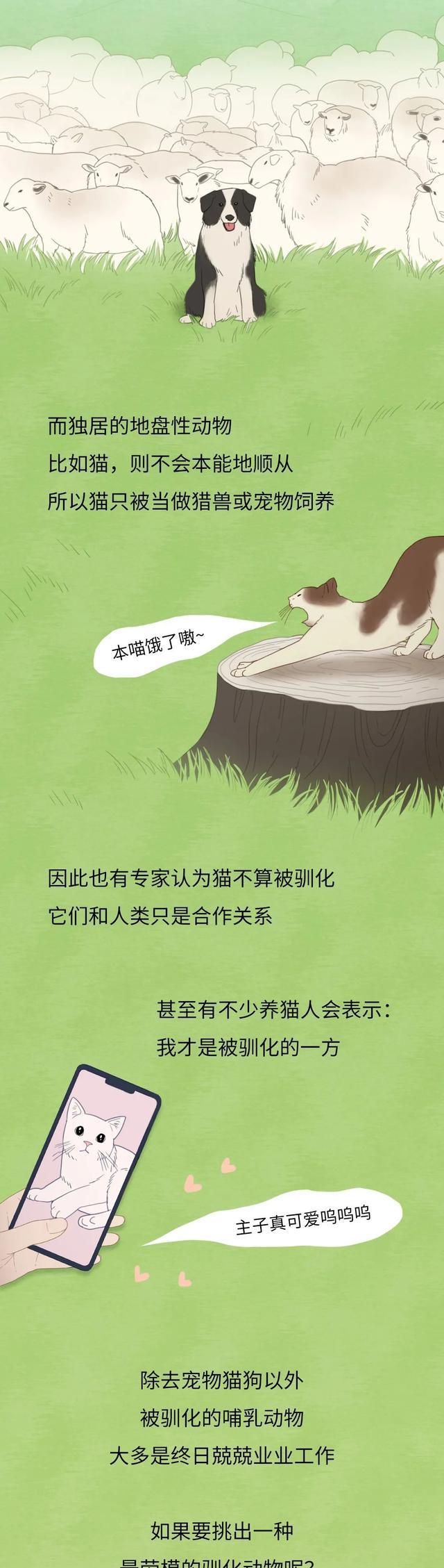 为什么人类“驯化”了猪,却没有“驯化”老虎?一组漫画揭秘!