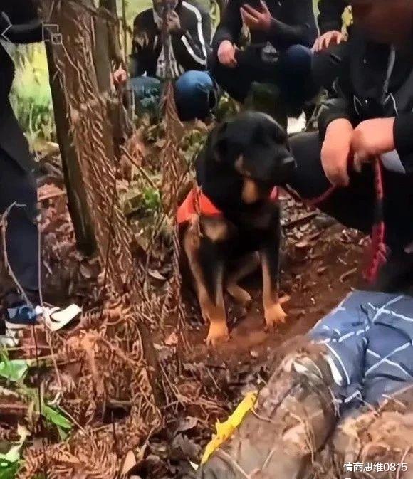 致远中学后山真有带血被褥么?废弃地下室, 柜里发现没吃完面条,如实锤,胡鑫宇事件或迎来重大转机