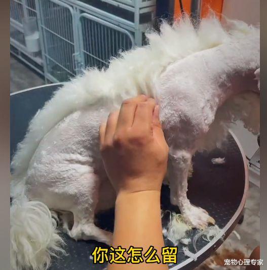 美容师 主人送狗美容提出要求，宠物店老板查看进度后懵了：摊上事了呀