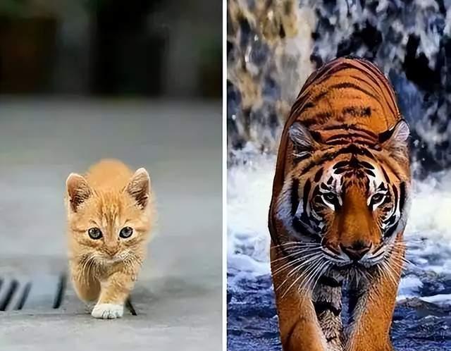 老虎不吃猫真的是因为老虎不会爬树吗?为什么?
