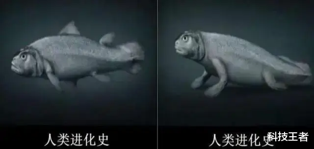 我国科学家证实人类是从鱼进化来的,评论区沸腾了