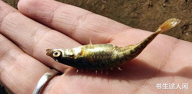 天津市|天津一男子火了，野钓收获带刺的“怪鱼”，神奇之处在它的屁股上