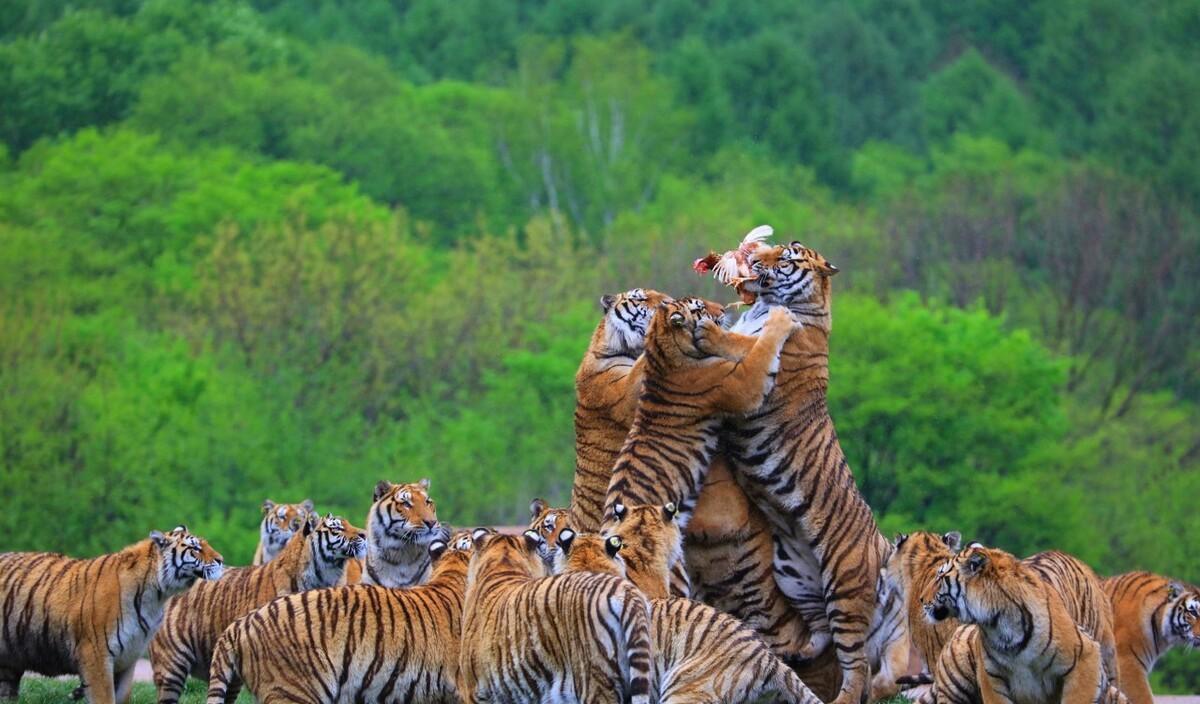 地球上的十大猛兽,排名第一竟然不是狮子和老虎,而是海洋之王