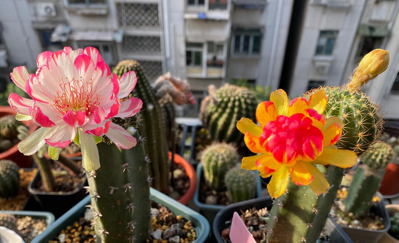 奶奶对我说，卧室别养7类花，仔细想一想，不是“迷信”是科学