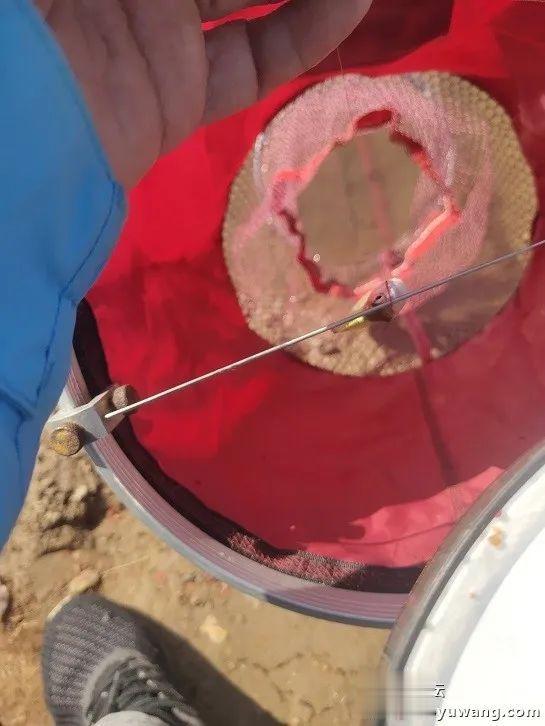 鳑鲏|也只有这样的一种静