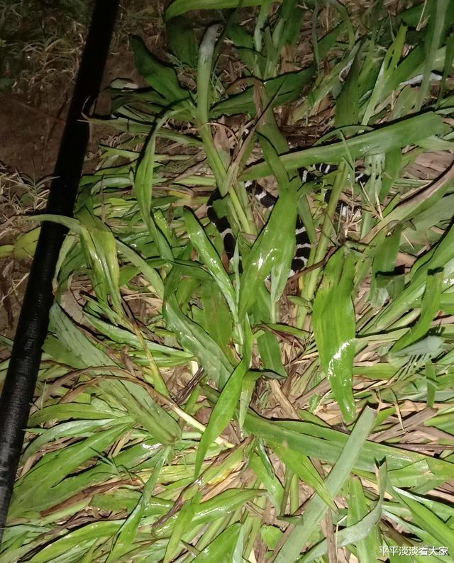 银环蛇|与死神擦肩？广东男子夜钓睡着，一条银环蛇悄然而至