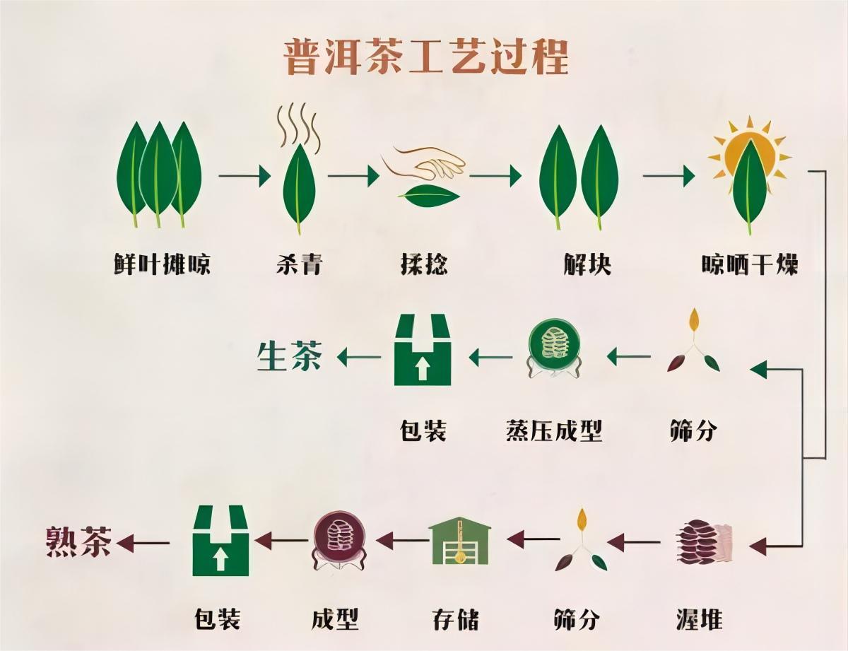 养生|“一克熟茶五亿霉菌，喝熟茶等于喝脏水”？普洱茶到底能不能喝？