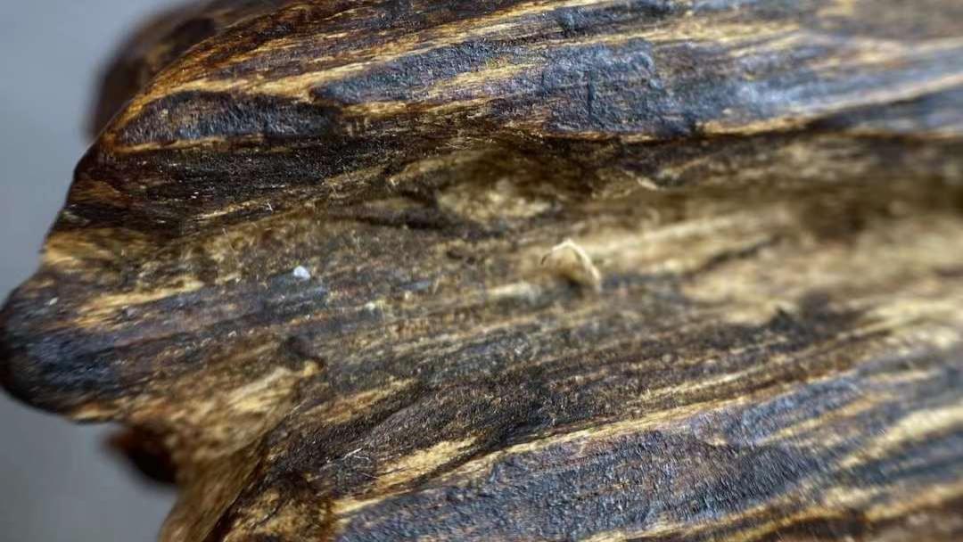 |沉香中“沉”为何意？“香”为何意？