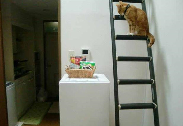 晒晒我在日本的出租房,每天睡觉都要爬楼梯,请叫我女汉子!