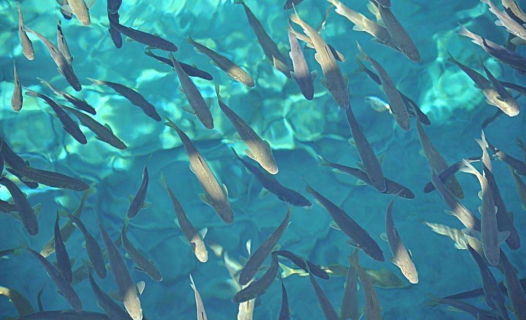 道德绑架|“劝君莫钓三月鲫，万千鱼仔在腹中”，是不是道德绑架钓鱼人？