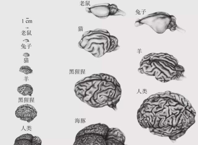 人类专属“聪明基因”被发现,难道我们真是被改造的?