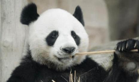 为啥成年大熊猫鲜有天敌?大熊猫:我打架从来不管对方是几级的