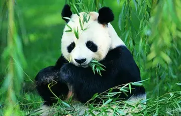 九寨沟|我国唯一的大熊猫自然保护区，被誉为“藏羚羊之王”