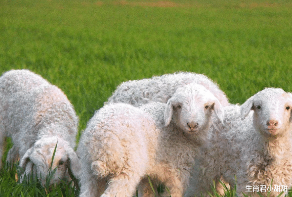 人际关系|人际关系一天比一天好,属羊人懂得职场相处之道,和同事关系友好