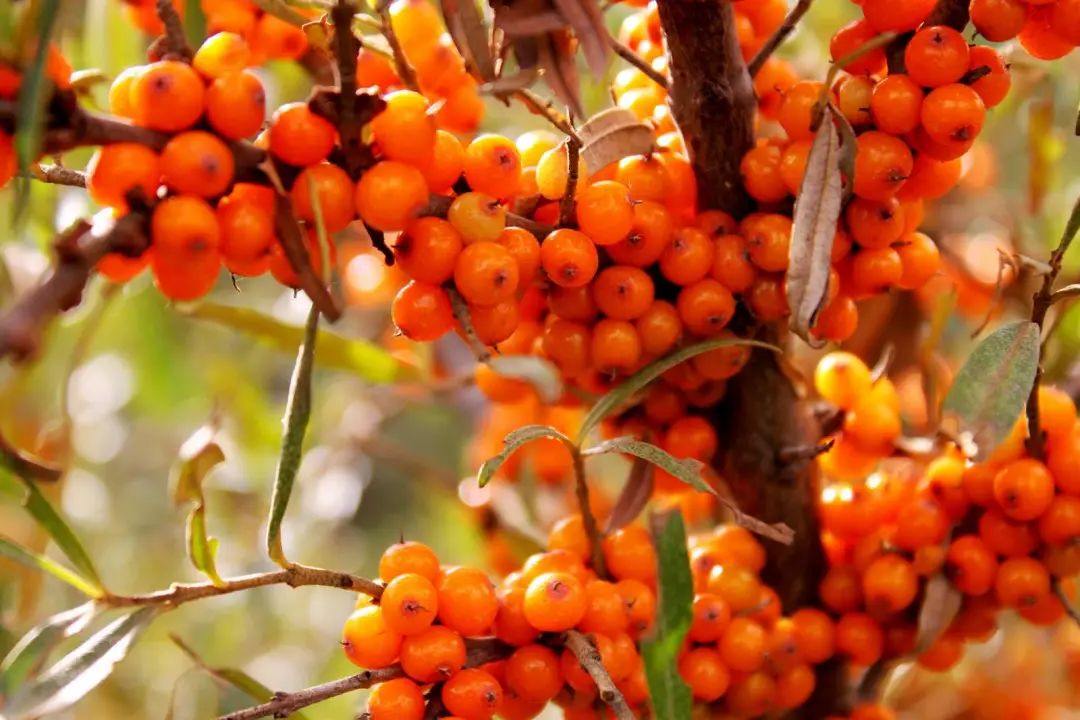 医生|这2种水果被专家称为癌细胞“克星”,效果可比化疗,还无副作用