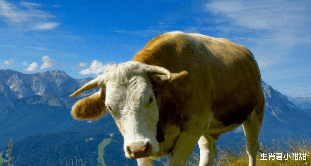 穿衣搭配|喜事成堆财运来敲门,属牛人在虎年得到眷顾,在职场得到领导器重