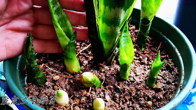 家里刚装修,赶紧摆上这“六植物”,净化空气,当天就能放心入住