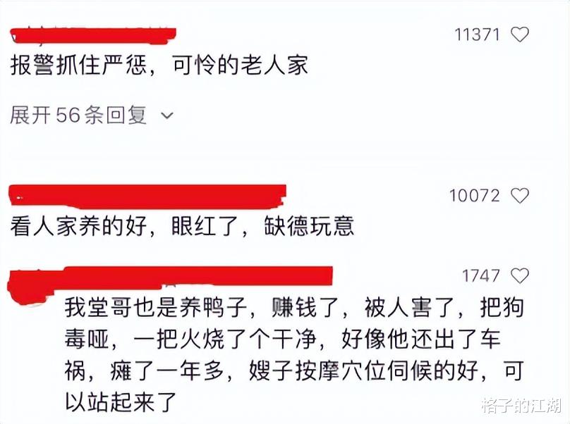 7000只鸭子被投毒，六旬老人崩溃痛哭：为何要拼命爬出底层社会？