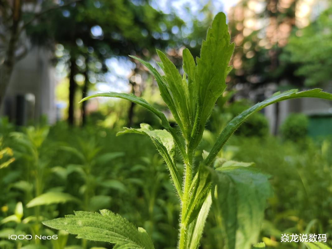 曲面屏|旗舰配置，中端价格，iQOO Neo6全面体验