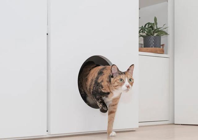 35岁女主晒86㎡独居小家,与猫为伴,生活治愈又温馨,令人羡慕