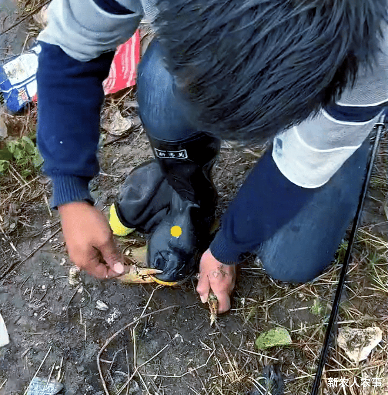 卷腹|男子钓鱼偶遇“斤级”大螃蟹，一脚踩住却遭反击，最终含泪割鞋