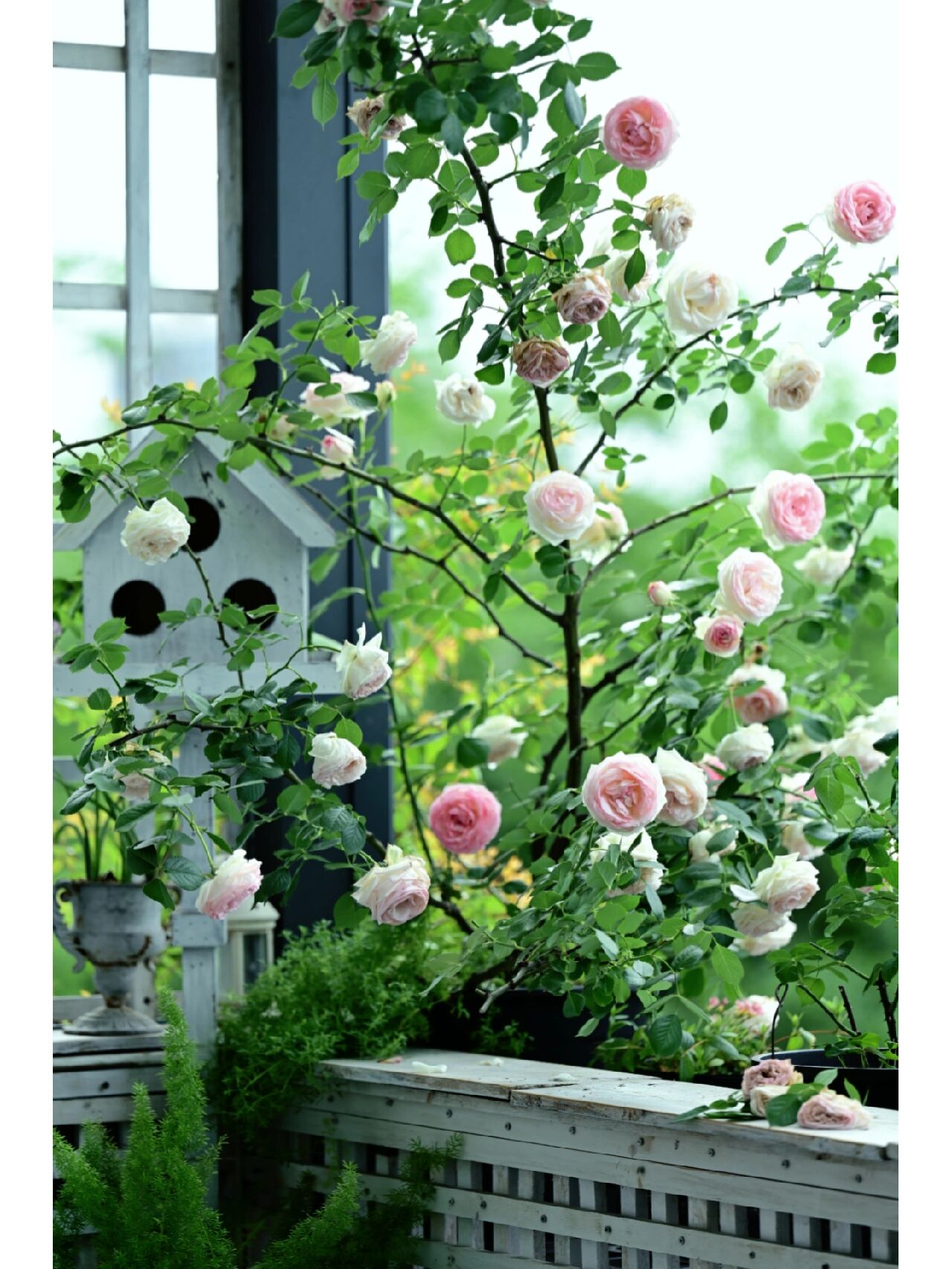 没有大院子,买个20㎡阳台建花园,历时五年的折腾,不要太好看